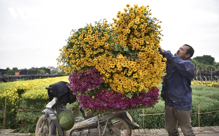 Làng hoa Tây Tựu tất bật vào mùa vụ lớn nhất trong năm - ảnh 12