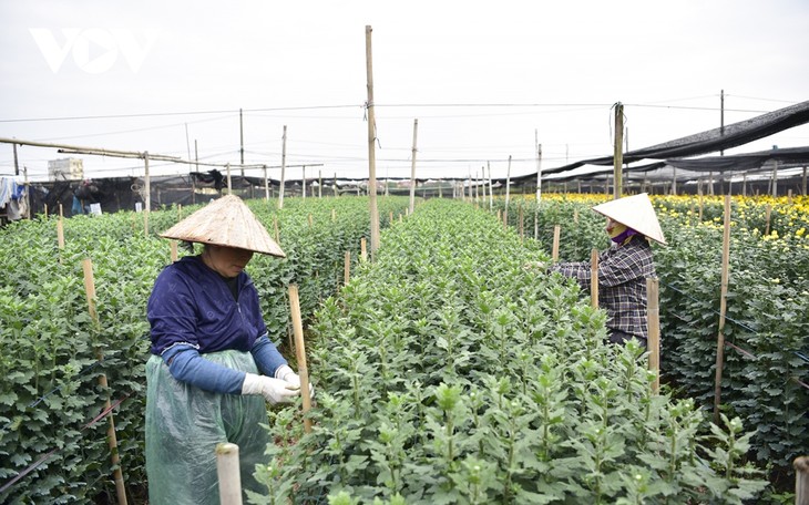 Làng hoa Tây Tựu tất bật vào mùa vụ lớn nhất trong năm - ảnh 2