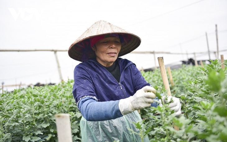 Làng hoa Tây Tựu tất bật vào mùa vụ lớn nhất trong năm - ảnh 5