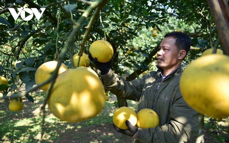 Thủ phủ bưởi Diễn nhộn nhịp vào mùa thu hoạch - ảnh 1