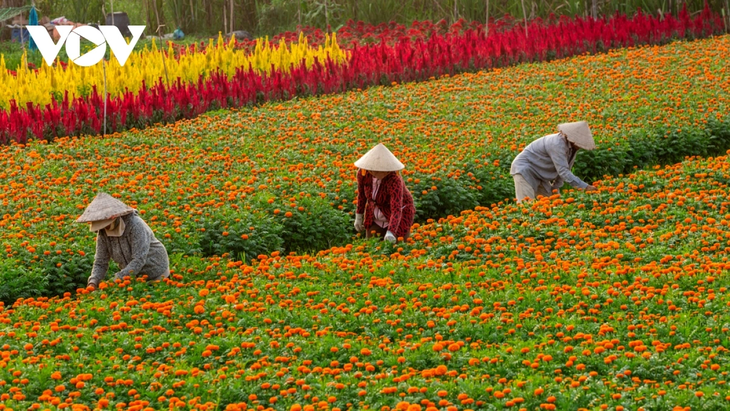 Làng hoa Bình Dương đua sắc đón Xuân - ảnh 4