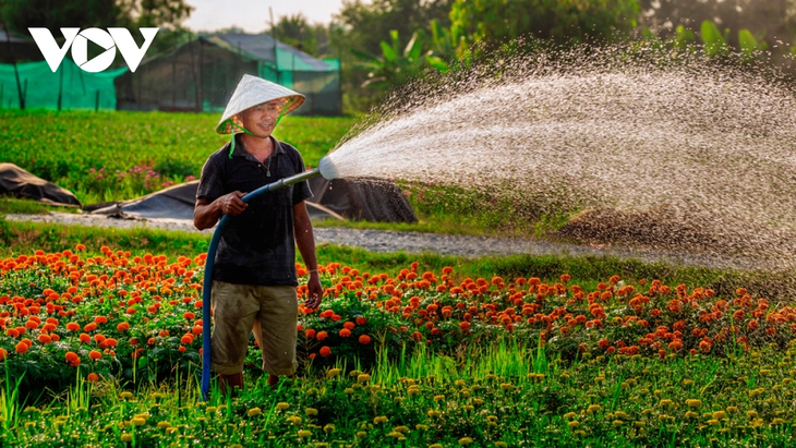 Làng hoa Bình Dương đua sắc đón Xuân - ảnh 5