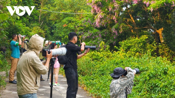 Ngắm mùa hoa Thàn Mát rực rỡ trên bán đảo Sơn Trà - ảnh 5