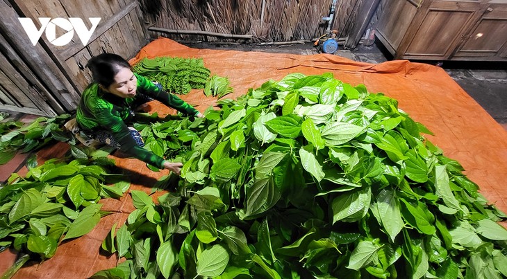 Về Hậu Giang ngắm làng trầu lớn nhất miền Tây - ảnh 13