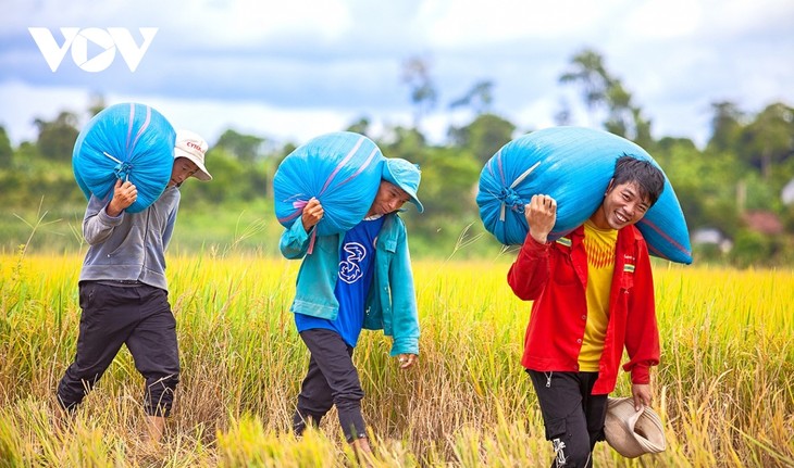 Đồng xanh, mùa vàng ở nơi giao duyên giữa sông sâu và núi lửa - ảnh 8