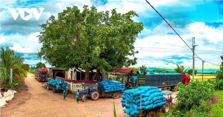 Đồng xanh, mùa vàng ở nơi giao duyên giữa sông sâu và núi lửa - ảnh 9