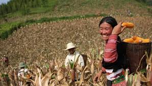 この20年、貧困率は38%減となる - ảnh 1