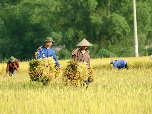 食糧安全保障と農業生産高の向上に向けて - ảnh 1