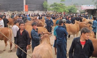 ハザン省メオバック県の家畜市 - ảnh 2