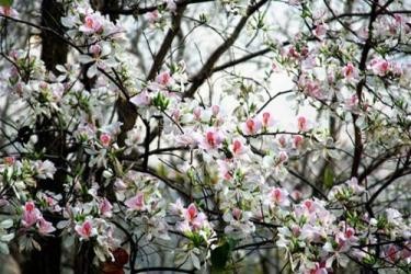 「バンの花祭り」 - ảnh 1