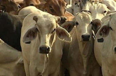 ベトナム、MLAの有望な輸出先 - ảnh 1