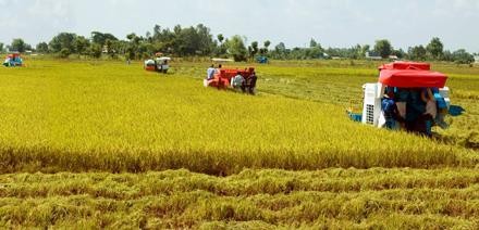 経済再構築における南部メコンデルタにある各地方の連携 - ảnh 1