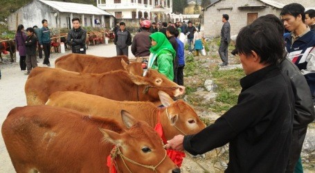 「国境地帯の貧困者に子牛を与える」プログラムを開始 - ảnh 1