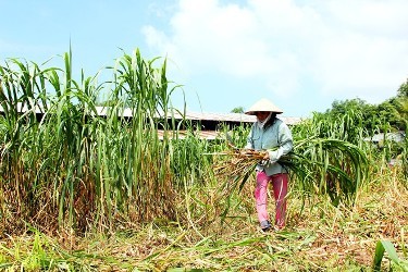 ホーチミン市、クチ県の新農村作り - ảnh 2