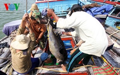 ベトナムのマグロ漁獲 - ảnh 1