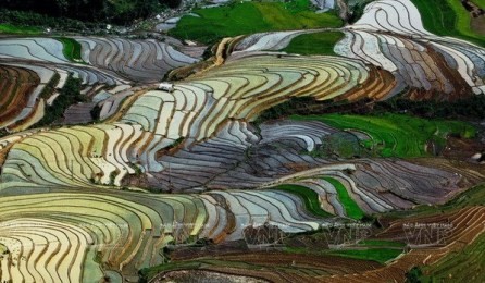 「ムカンチャイ県の棚田の文化観光週間」イベントが開かれる - ảnh 1