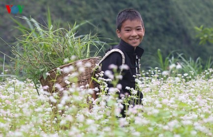 北部山岳地帯ハザン省のそば畑は桜色 - ảnh 3