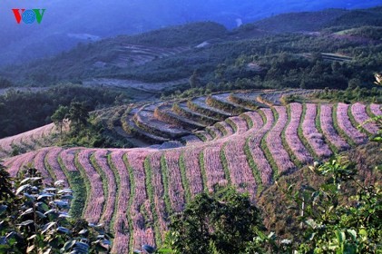 北部山岳地帯ハザン省のそば畑は桜色 - ảnh 2