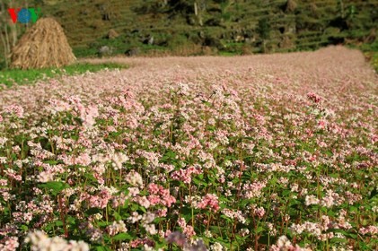 北部山岳地帯ハザン省のそば畑は桜色 - ảnh 1