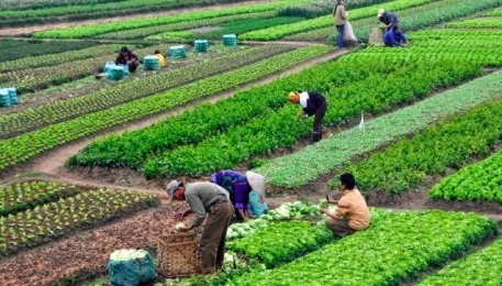 ＴＰＰ持続可能な農業発展の促進 - ảnh 1