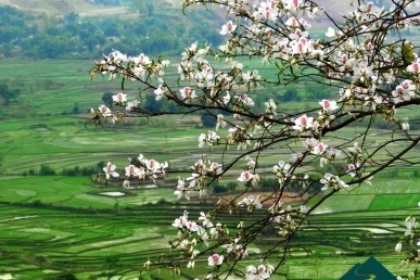 モクチャウ高原・四季折々の花 - ảnh 2