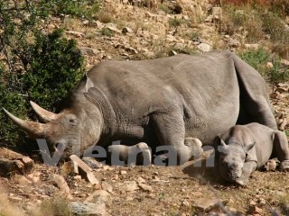  ベトナム、野生動植物違法取引会議を主催 - ảnh 1