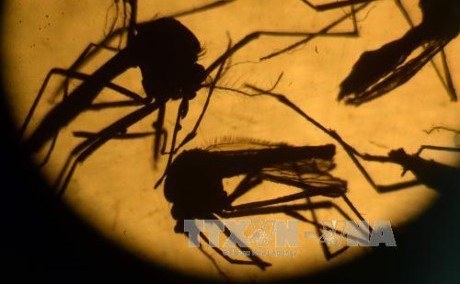 ジカ熱で英国コーチ「合宿地をブラジル国外に」 - ảnh 1