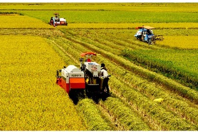 メコンデルタ地域の農業分野へのＩＴ技術を導入 - ảnh 1