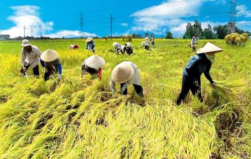 ベトナム農民協会、2016年の活動を総括する - ảnh 1