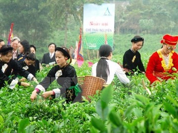 タイグエン省のタンクオン茶の産地、地元観光地として認定 - ảnh 1