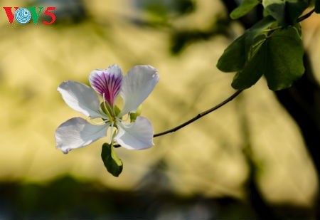 ディエンビエン省は「バンの花祭り」 - ảnh 2