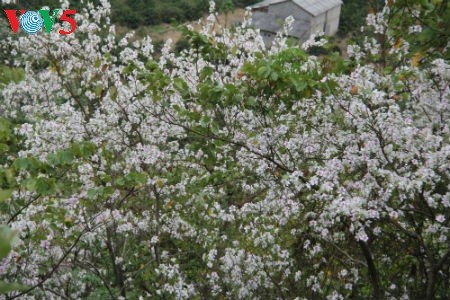 ディエンビエン省は「バンの花祭り」 - ảnh 3