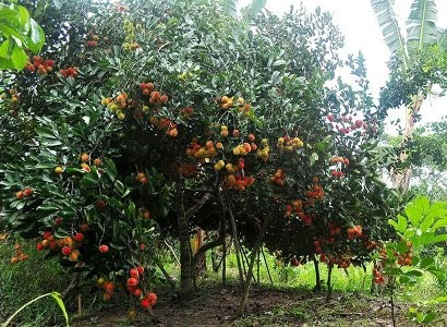 南部カント市バムサン果樹園の探検 - ảnh 1