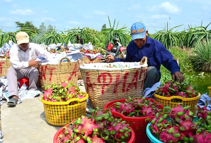 ベトナム産農産物の輸出市場の多様化 - ảnh 1