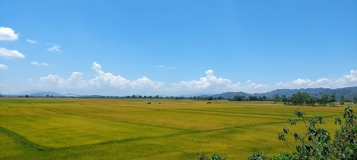 クロンノ県の特産品の一つであるお米 - ảnh 1