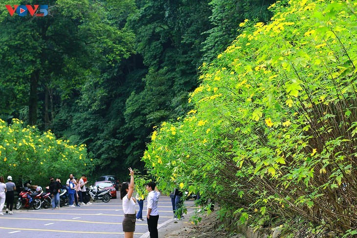 バービー国立公園における野生のひまわり - ảnh 13