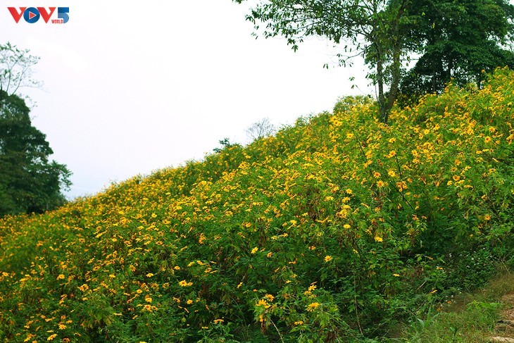 バービー国立公園における野生のひまわり - ảnh 3