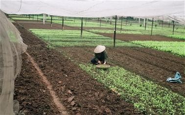 Desa sayur-mayur Thuy Linh - ảnh 1