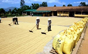 Pengembangan pola koperasi dalam pembangunan pedesaan baru - ảnh 1