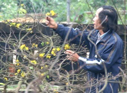 承天顺化省的《梅花盆景之都》——田和乡 - ảnh 4