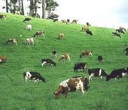 体验巴维县生态游 - ảnh 3