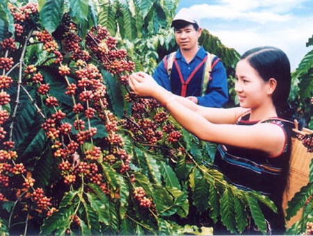 越南邦美蜀咖啡在泰国申请货源标记保护 - ảnh 1