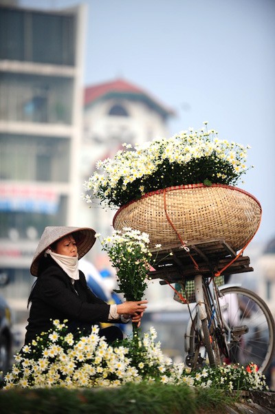 美丽的白菊花 - ảnh 3