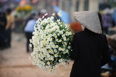 美丽的白菊花 - ảnh 2