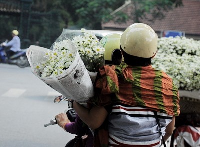 美丽的白菊花 - ảnh 7