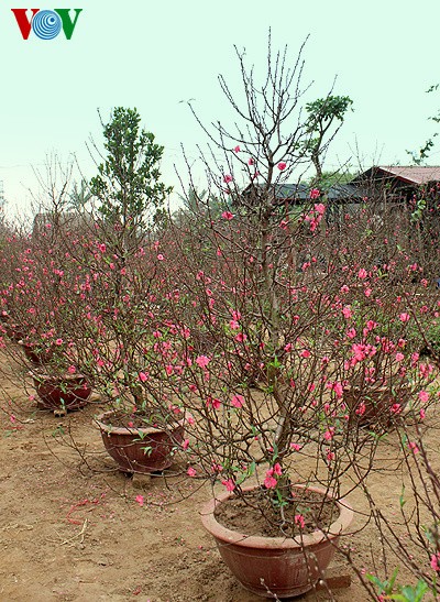 河内著名的日新桃花花开迎春 - ảnh 1