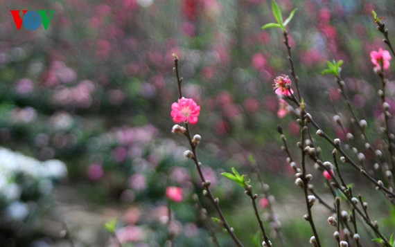 河内花团锦簇迎新年  - ảnh 3