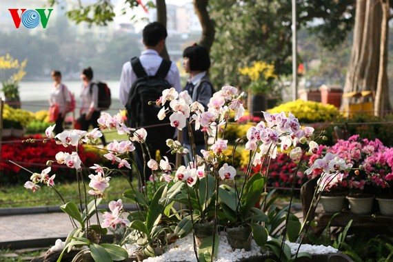 河内花团锦簇迎新年  - ảnh 4