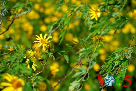 西北山谷美丽的肿柄菊 - ảnh 13