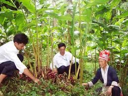 山罗省安州县依靠芭蕉种植让居民脱了贫 - ảnh 2